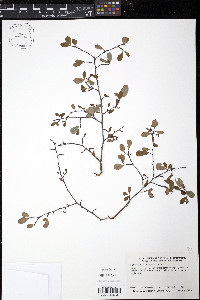 Erythroxylum rotundifolium image