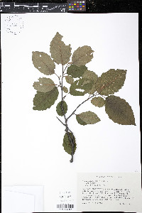 Alnus rugosa image