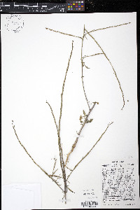 Sisymbrium officinale image