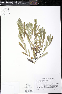 Lithospermum canescens image