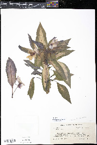 Impatiens hawkeri image