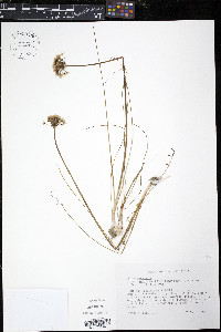 Allium canadense var. mobilense image