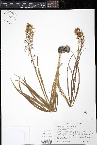 Camassia scilloides image