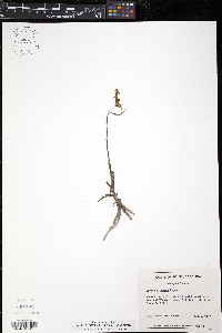 Spiranthes vernalis image