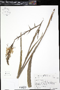 Platanthera ciliaris image