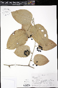 Smilax tamnoides image