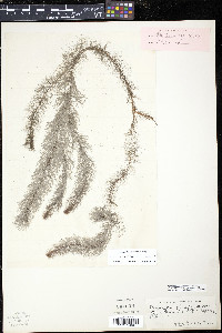 Myriophyllum farwellii image