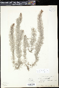 Myriophyllum farwellii image