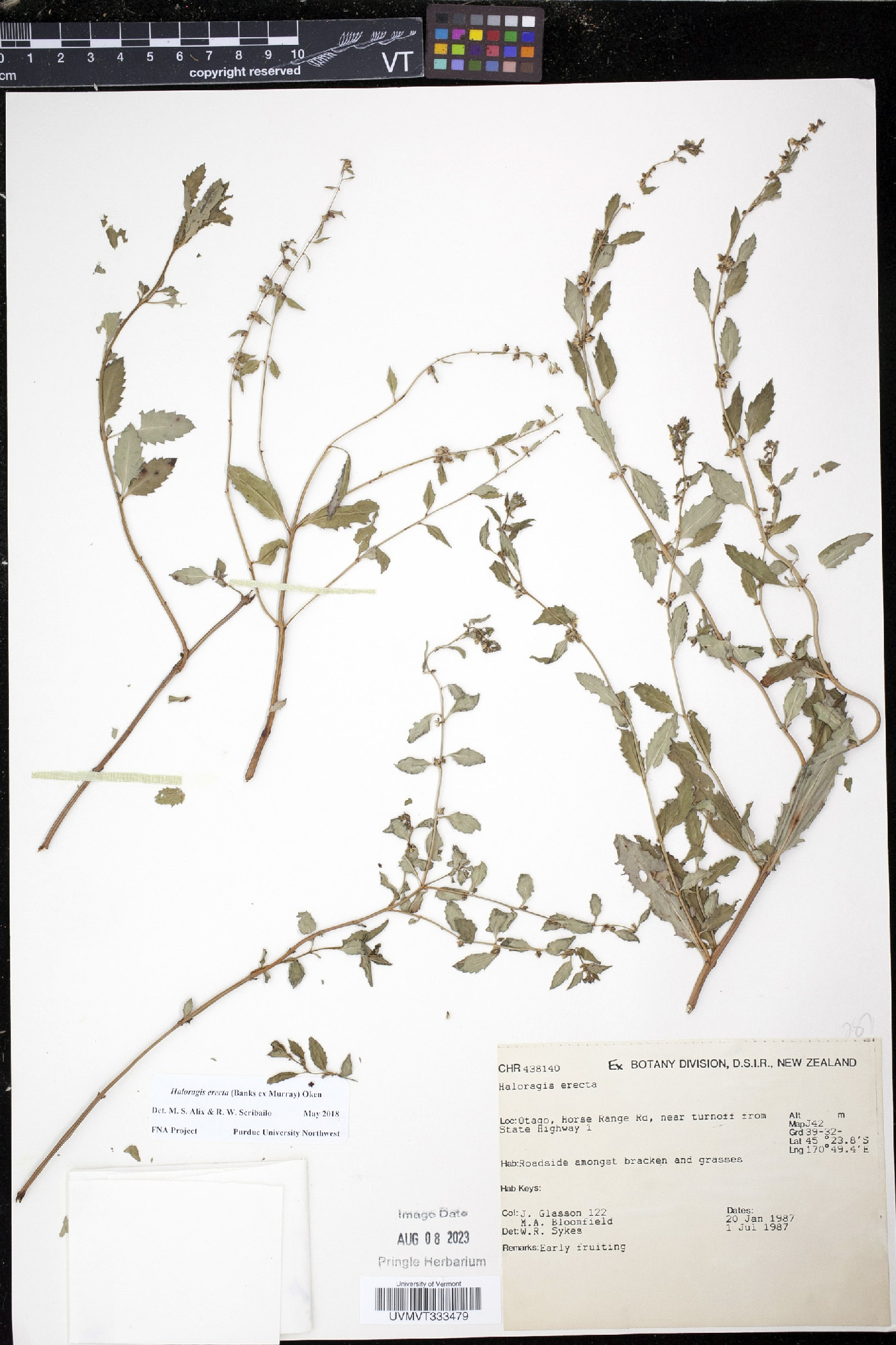 Haloragis image