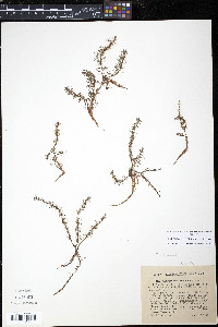 Myriophyllum pinnatum image