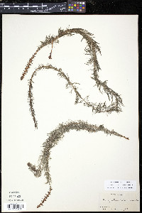 Myriophyllum heterophyllum image