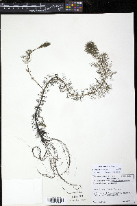 Myriophyllum sibiricum image