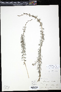 Myriophyllum sibiricum image