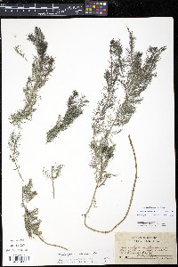 Myriophyllum sibiricum image