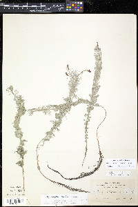 Myriophyllum sibiricum image