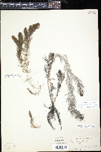 Myriophyllum sibiricum image