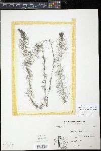 Myriophyllum sibiricum image