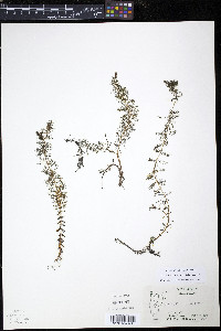 Myriophyllum sibiricum image