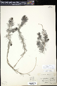 Myriophyllum sibiricum image