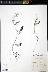 Myriophyllum sibiricum image