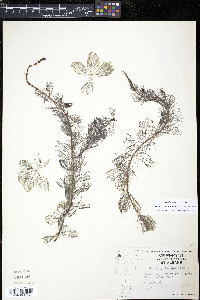 Myriophyllum spicatum image