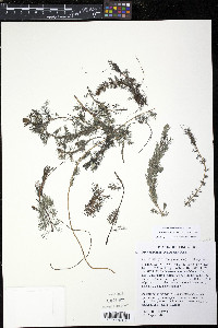 Myriophyllum spicatum image