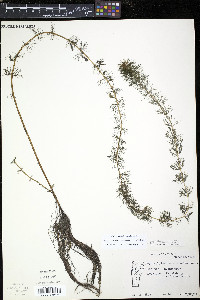 Myriophyllum sibiricum image