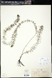 Myriophyllum sibiricum image