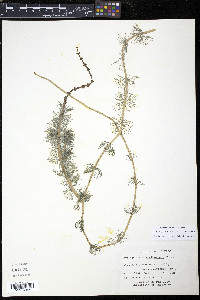 Myriophyllum sibiricum image