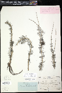 Myriophyllum sibiricum image