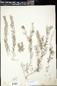 Myriophyllum humile image