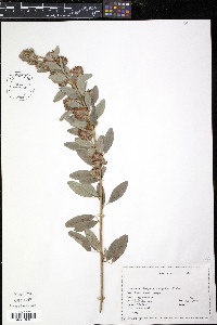 Lespedeza capitata image