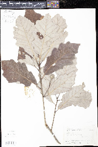 Quercus bicolor image