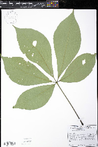 Aesculus parviflora image