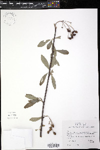 Oemleria cerasiformis image