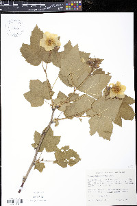 Rubus parviflorus image