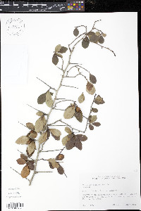 Crataegus punctata image