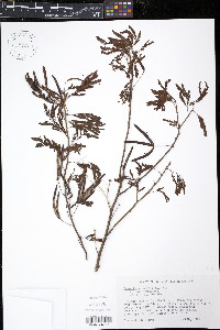 Desmanthus virgatus image