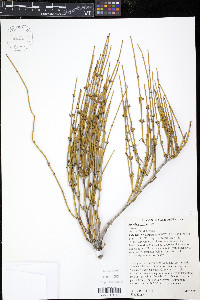 Ephedra viridis image