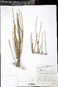 Ephedra californica image