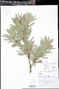 Podocarpus spinulosus image