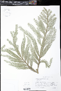 Taiwania cryptomerioides image