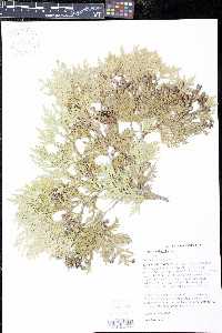 Thuja occidentalis image