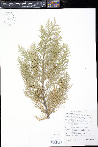 Chamaecyparis lawsoniana image