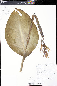 Canna paniculata image