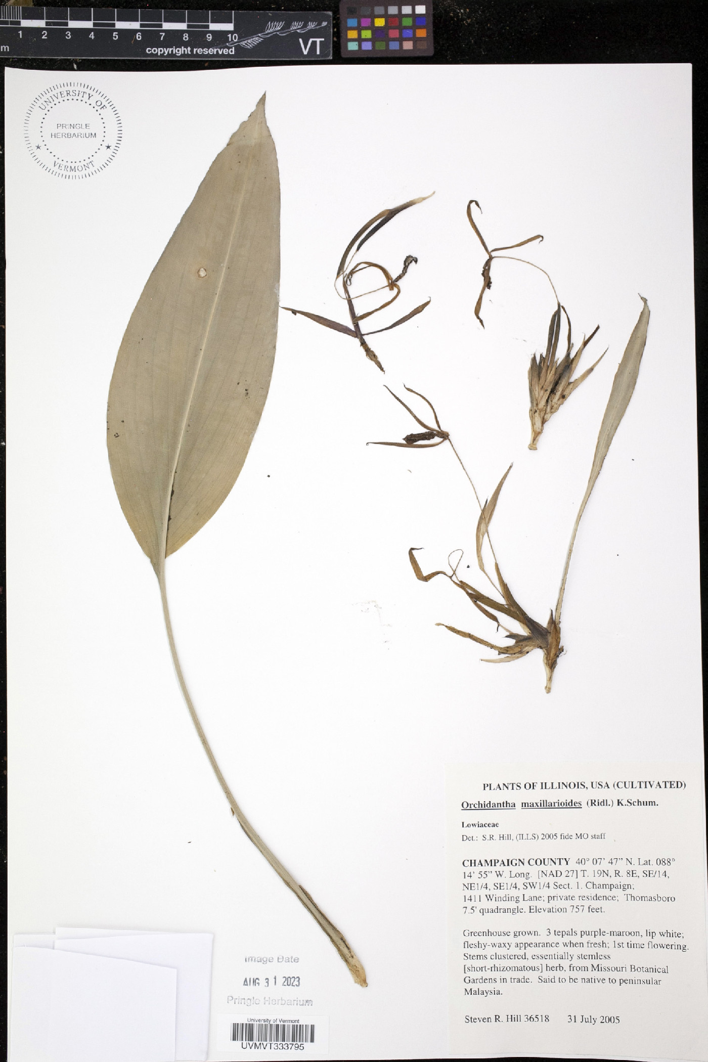 Orchidantha maxillarioides image