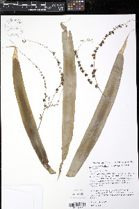 Fosterella penduliflora image