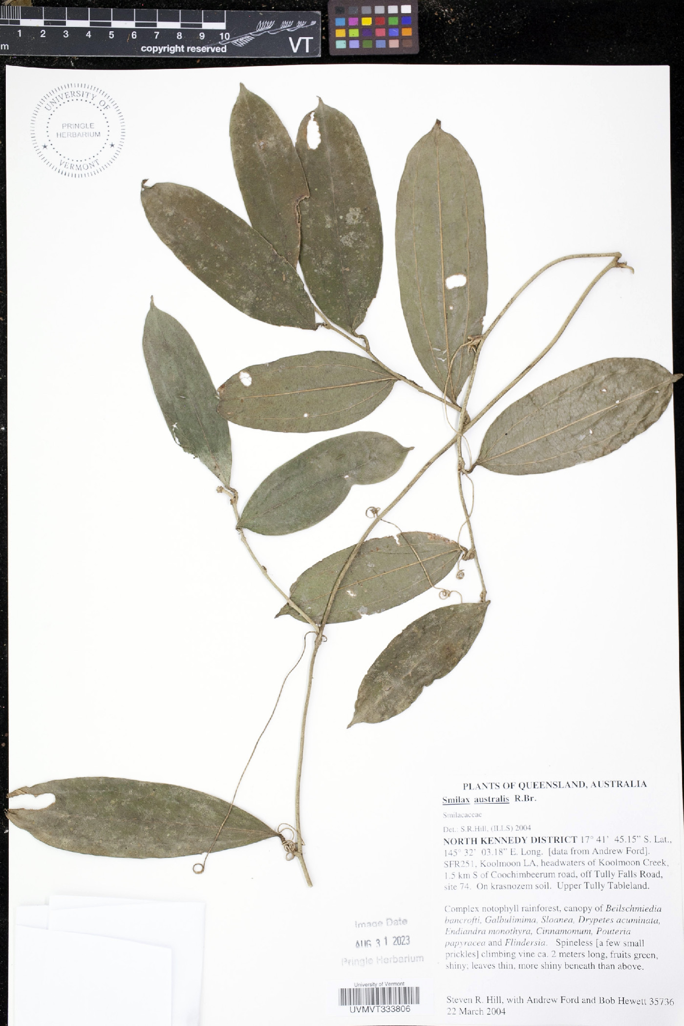 Smilax australis image