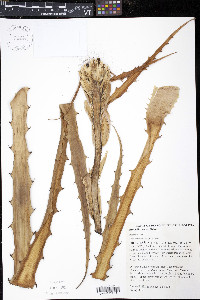 Bromelia serra image