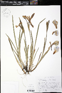 Iris setosa image